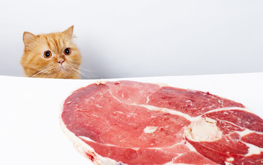 Can Cats Eat Steak? Does This Tasty Treat Have What It Takes?