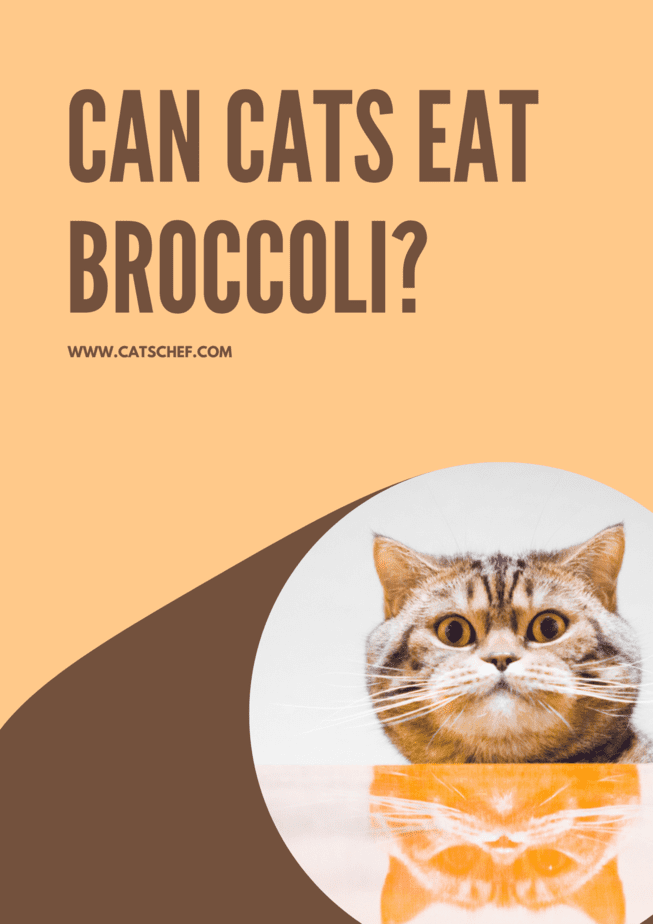 Kediler Brokoli Yiyebilir mi?