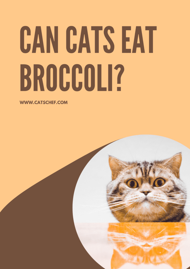 Can Cats Eat Broccoli?