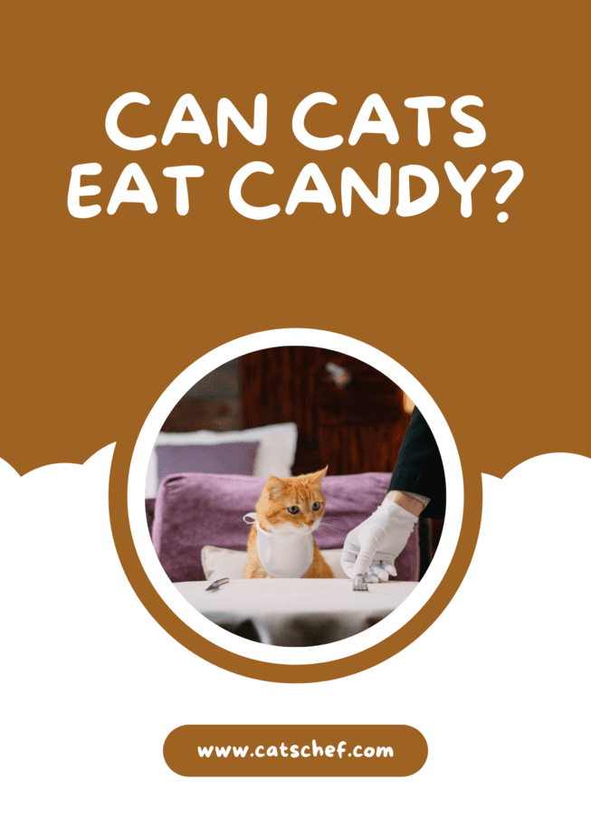 Can Cats Eat Candy?