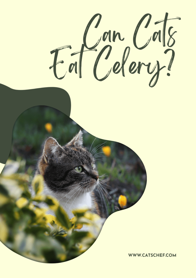 Can Cats Eat Celery?