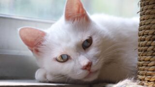 Can Cats Eat Cheese? Should It Be As They Please?