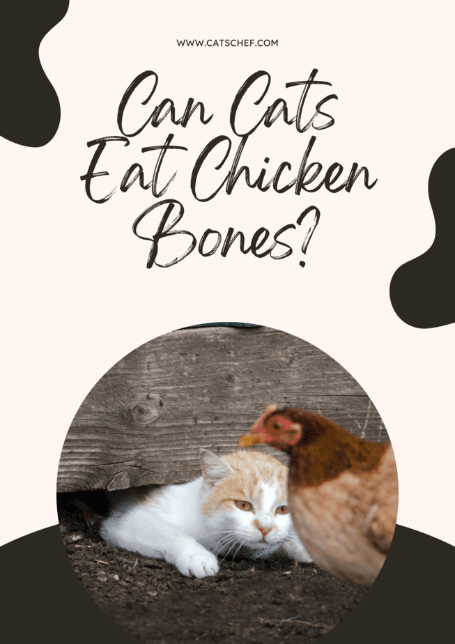 Can Cats Eat Chicken Bones?