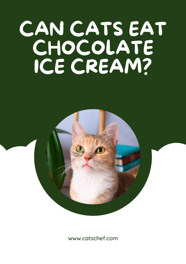 Can Cats Eat Chocolate Ice Cream? Stairway To Heaven Or Maybe Not?
