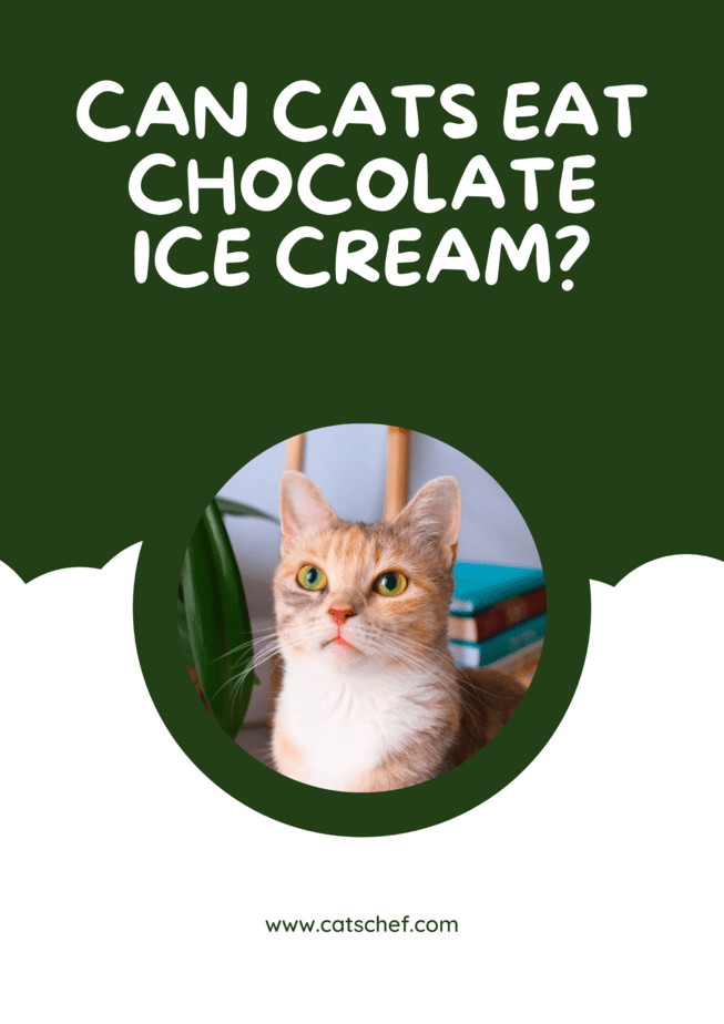 Kediler Çikolatalı Dondurma Yiyebilir mi?