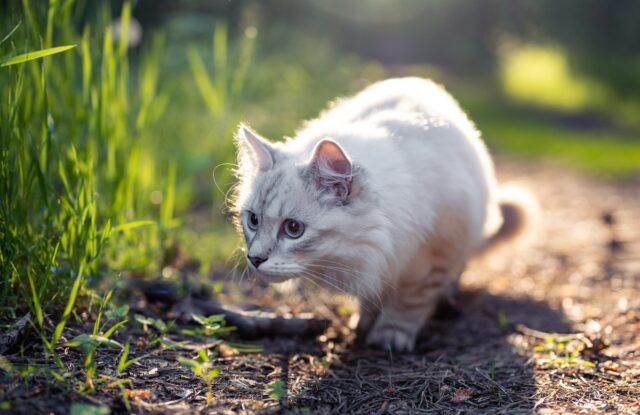 Can Cats Eat Cockroaches