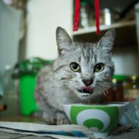 Kediler Krem Peynir Yiyebilir mi