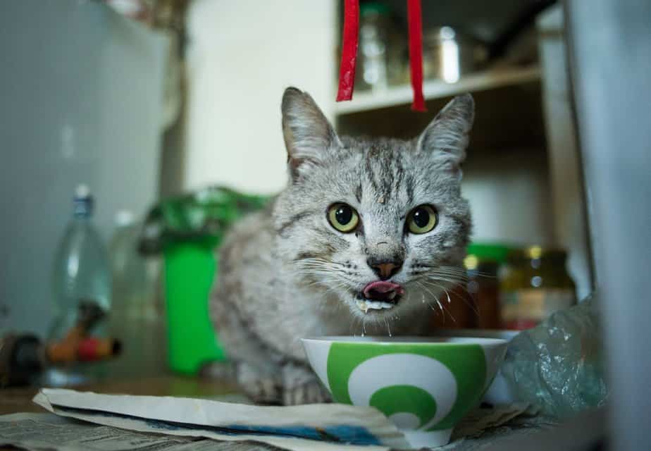 Can Cats Eat Cream Cheese