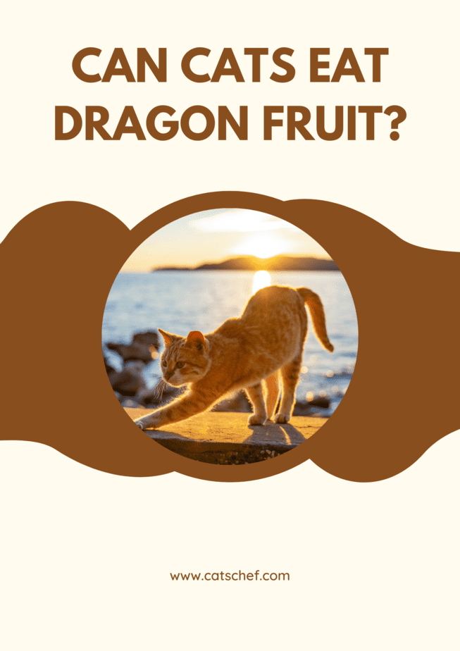 Can Cats Eat Dragon Fruit?