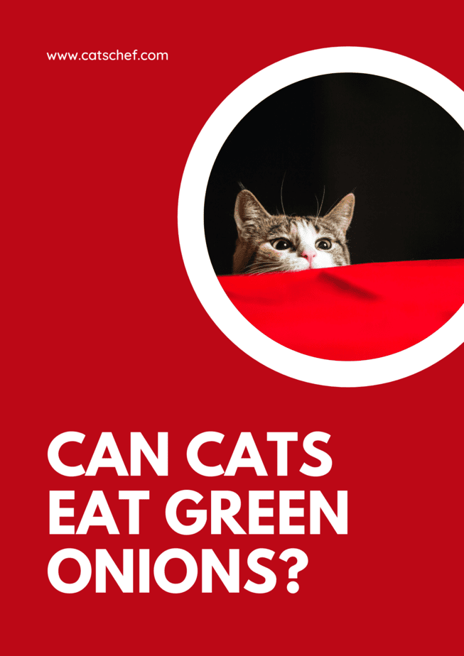 Can Cats Eat Green Onions?