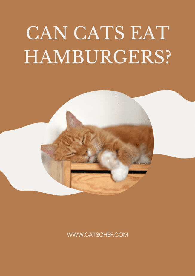 Can Cats Eat Hamburgers?