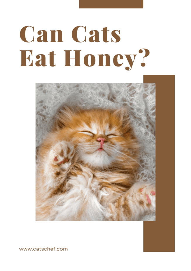Can Cats Eat Honey?