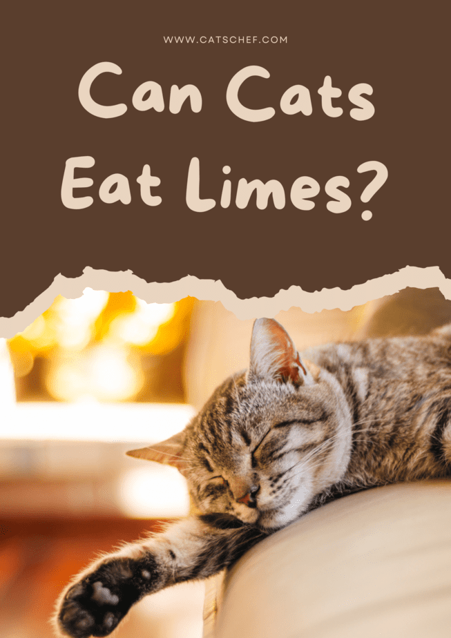 Can Cats Eat Limes?