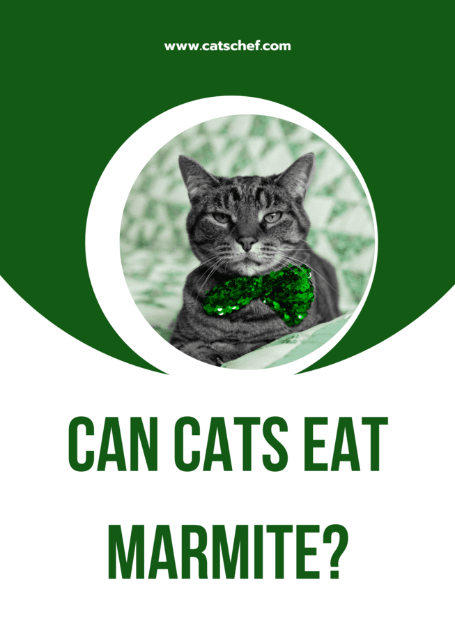 Can Cats Eat Marmite?