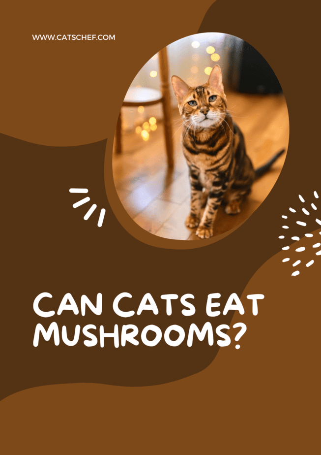 Can Cats Eat Mushrooms?