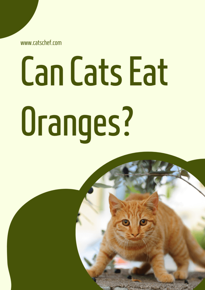 Kediler Portakal Yiyebilir mi?