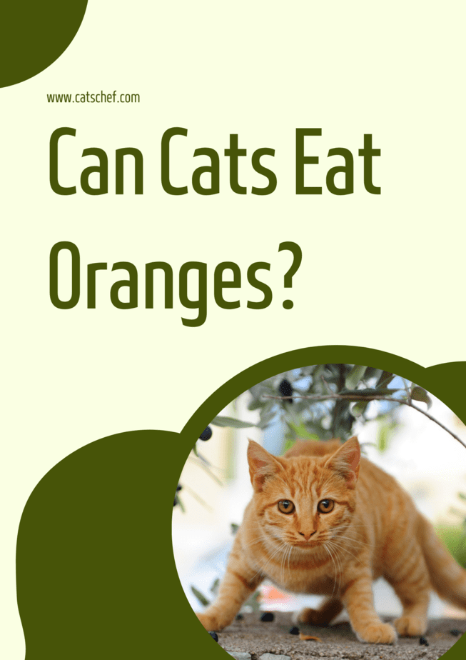 Can Cats Eat Oranges?