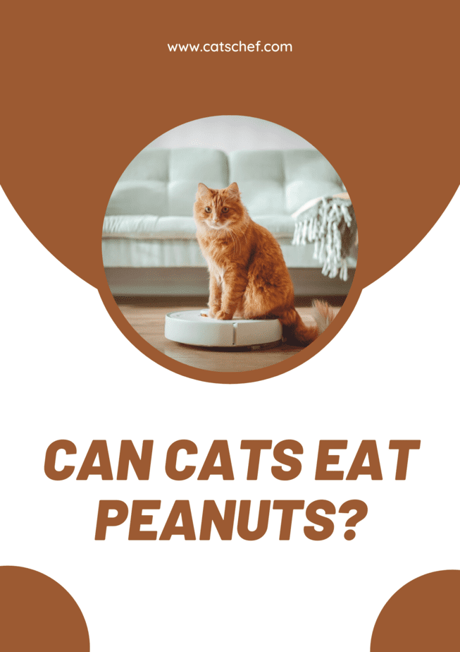 Can Cats Eat Peanuts?