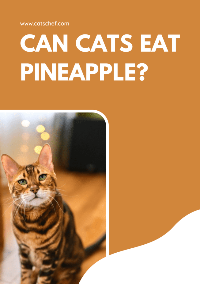 Can Cats Eat Pineapple?