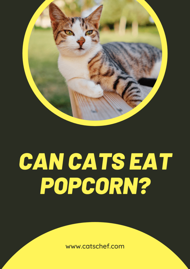 Kediler Patlamış Mısır Yiyebilir mi?