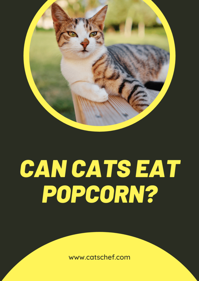 Can Cats Eat Popcorn?