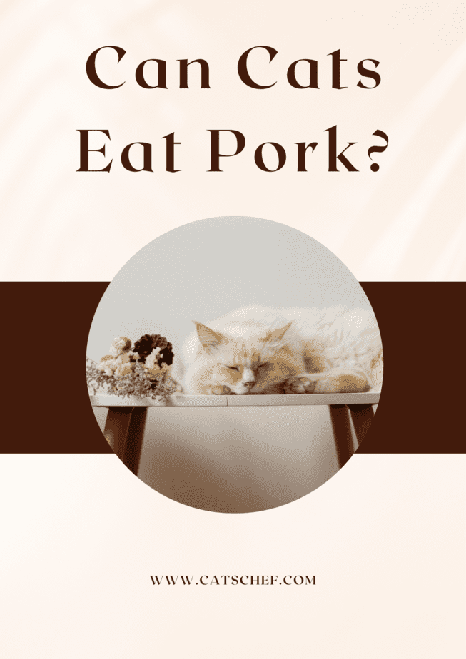 Kediler Domuz Eti Yiyebilir mi?