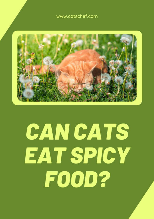 Kediler Baharatlı Yiyecekler Yiyebilir mi?
