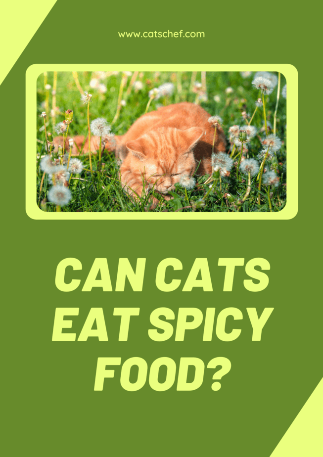 Cats and spicy clearance food