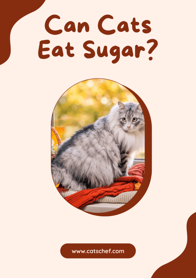 Can Cats Eat Sugar?