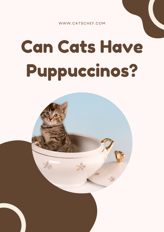 Can Cats Have Puppuccinos?