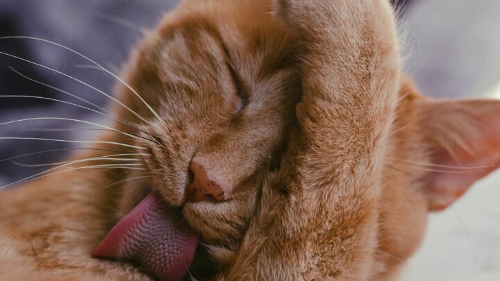 Kediler Badem Yiyebilir mi? Bu Cevizli İkramlar Hakkında Ne Düşünüyorlar? 