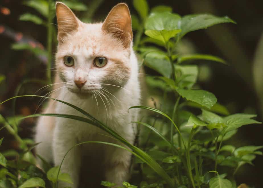 can cats eat basil