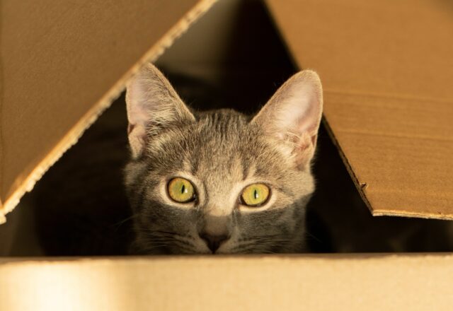 can cats eat canned salmon