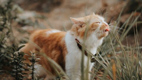Can Cats Eat Cilantro? What's The Scoop On This Healthy Herb?