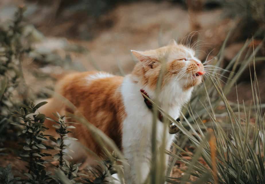 can cats eat cilantro