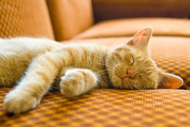 can cats eat cinnamon