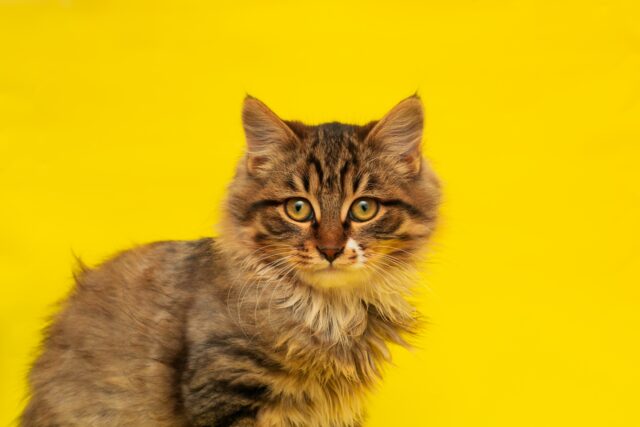 can cats eat corn