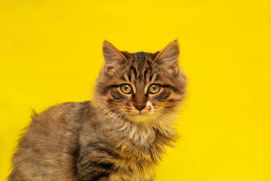 can cats eat corn