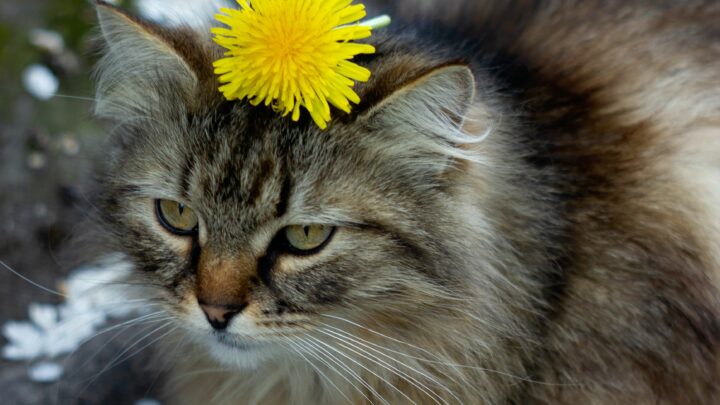 Can Cats Eat Dandelions? Are These Garden Weeds Dandy?