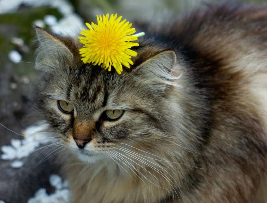 can cats eat dandelions