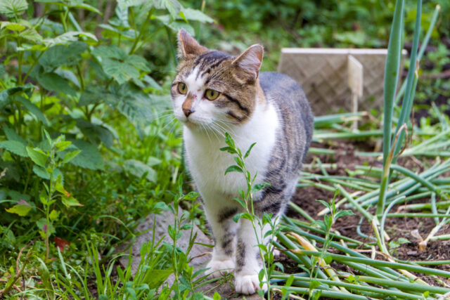 can cats eat green onions