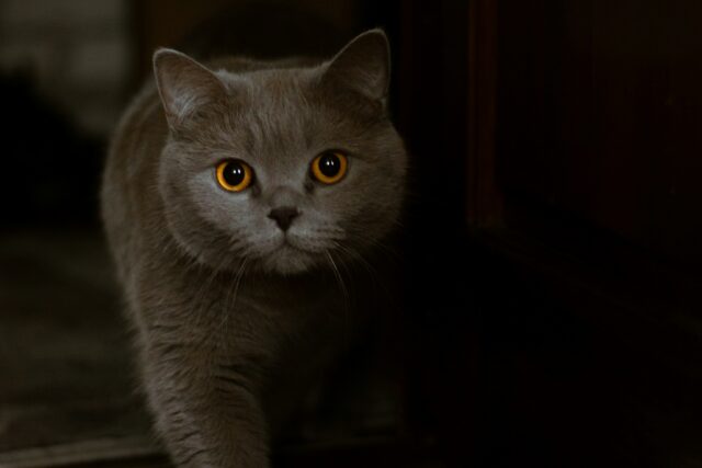 can cats eat marmite
