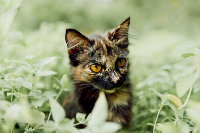 can cats eat parsley