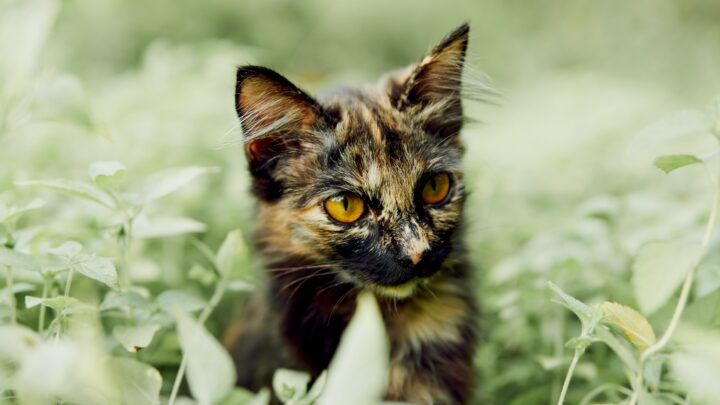 Kediler Maydanoz Yiyebilir mi? Bu Güzel Kokulu Bitkinin Nesi Var? 