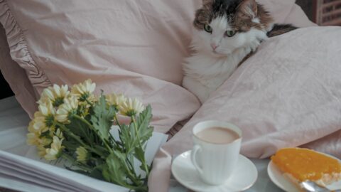 Can Cats Eat Peanut Butter? You "Butter" Believe The Rumors!