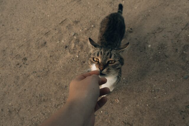 can cats eat salt