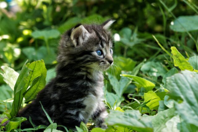 can cats eat spinach