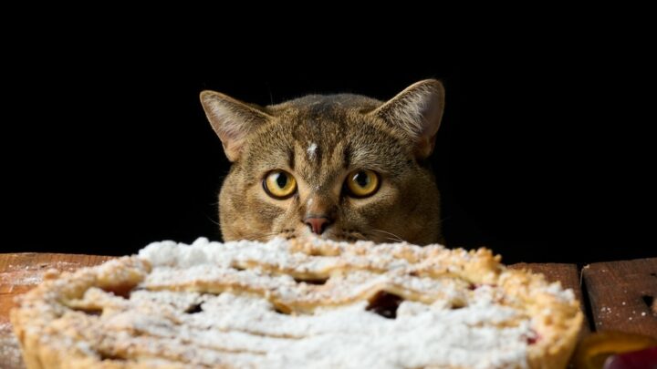 Kediler Şeker Yiyebilir mi? Cevap Tatlı mı? 