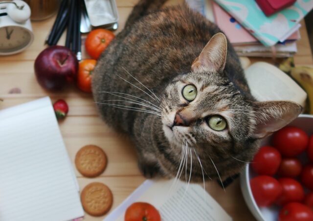 can cats eat tomatoes