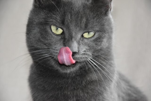 can cats eat turkey